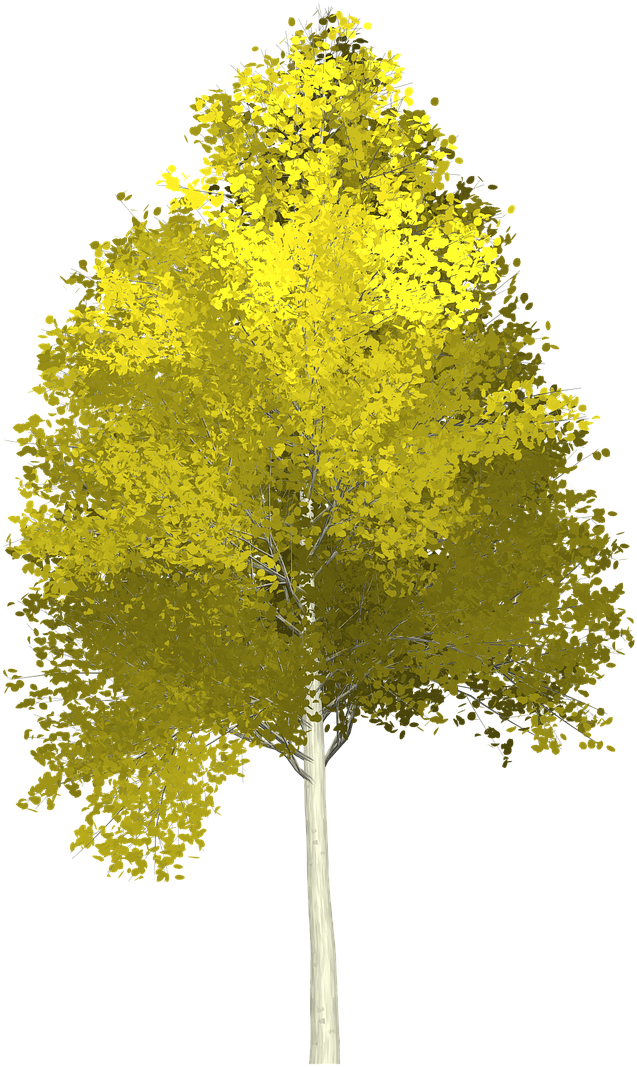 Forest, Aspen, Tree, Painted Tree, Nature, Green - Aspen Tree Transparent Background (1280x1280), Png Download