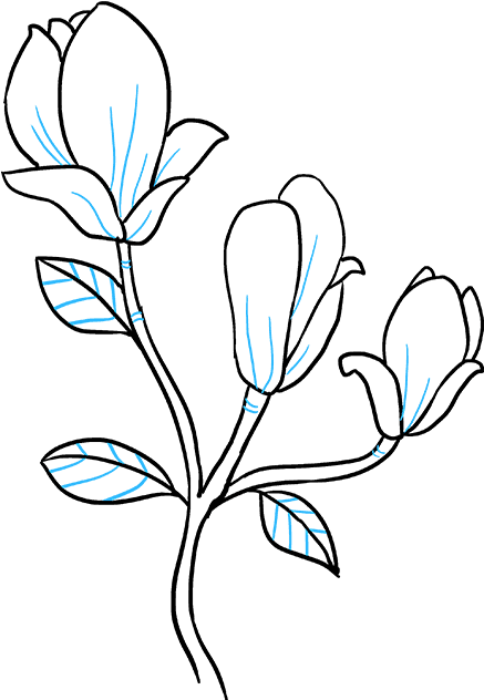 How To Draw Magnolia Flower - Easy Magnolia Flower Drawing (680x678), Png Download