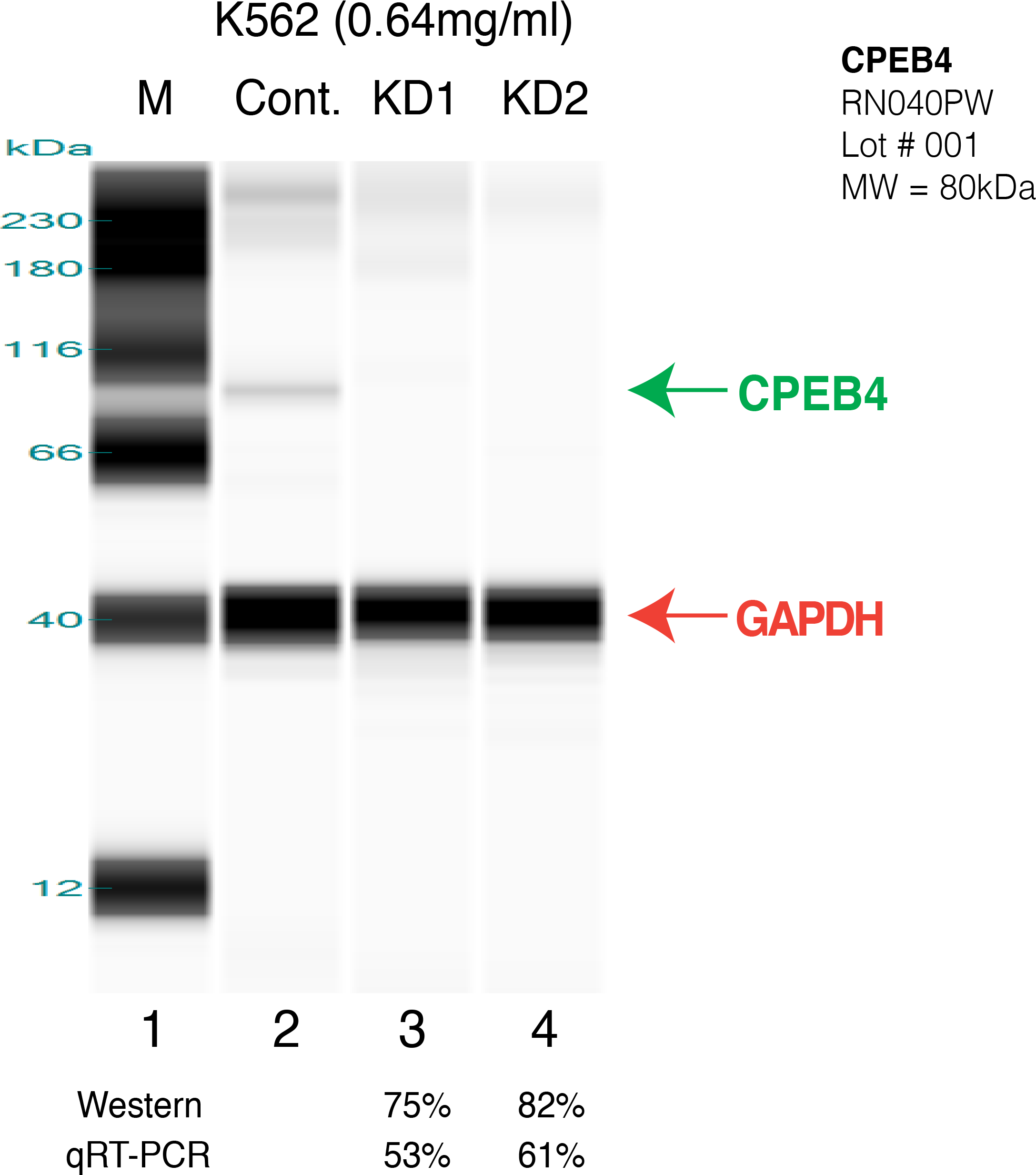 Cpeb4-k562 - Symmetry (2249x2536), Png Download