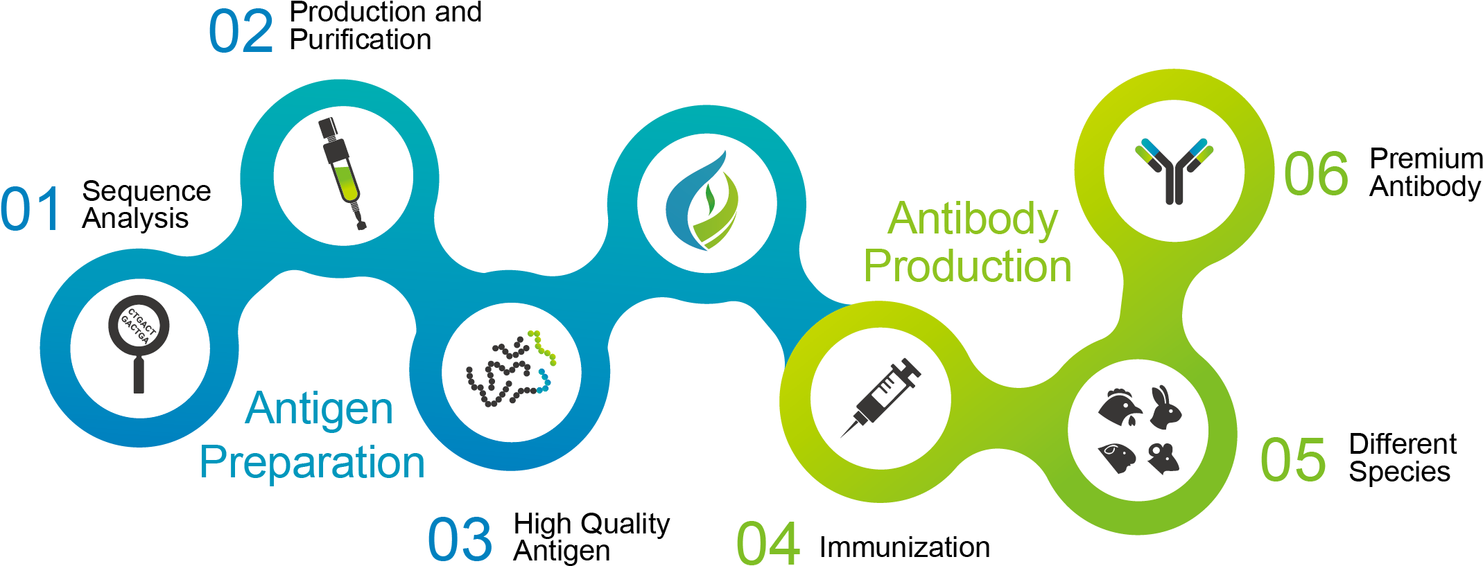 We Are Able To Develop Antibodies According To Our - Graphic Design (2172x861), Png Download