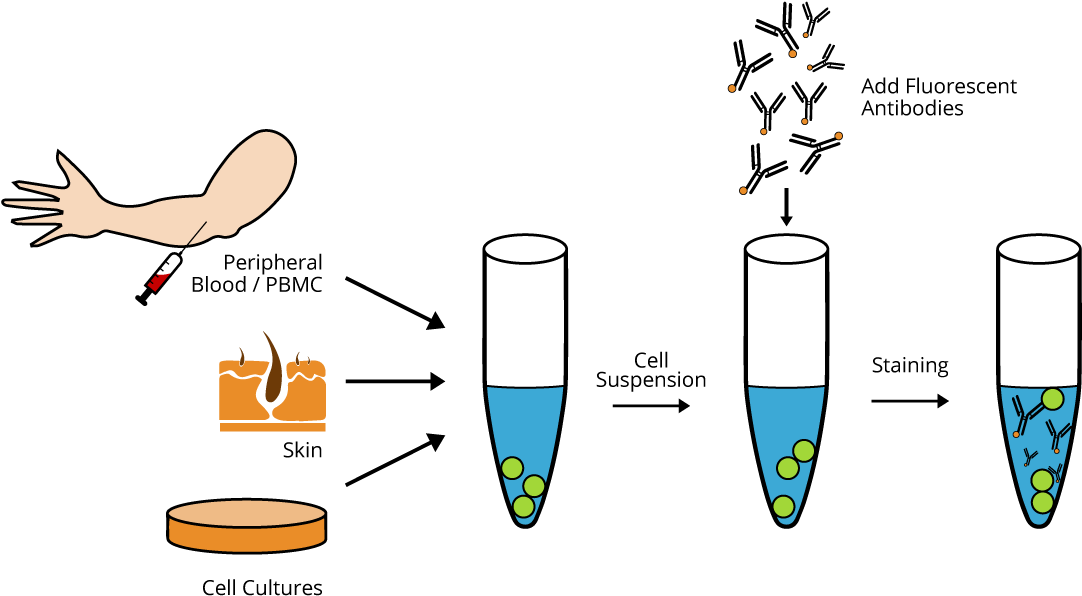 General Experimental Procedure - Flow Cytometry (1099x635), Png Download
