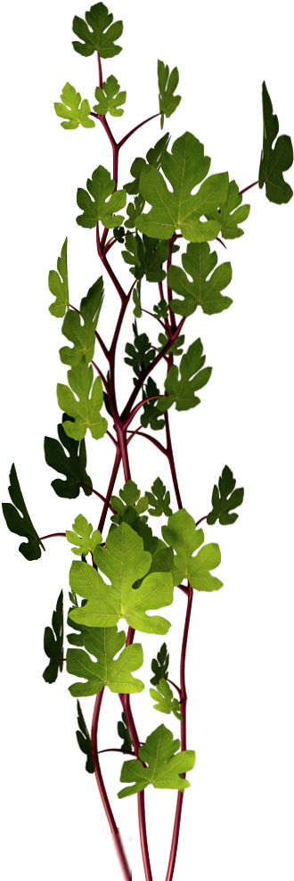 Pine Leaves 2 - Floral Design (1024x1024), Png Download