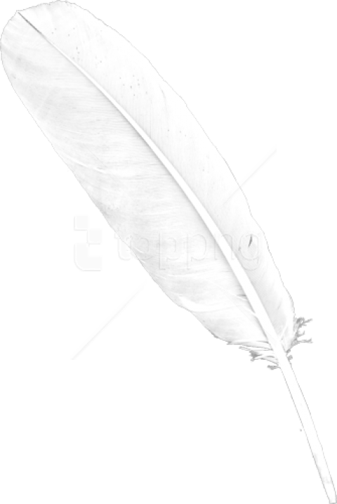 Free Png Images - Transparent Background White Feather (480x717), Png Download