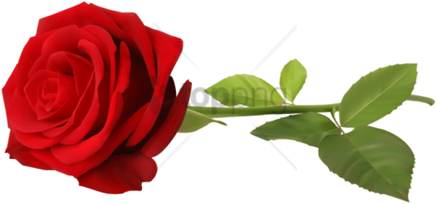 Free Png Download Rose Png Images Background Png Images - Long Stem Rose Png (850x399), Png Download