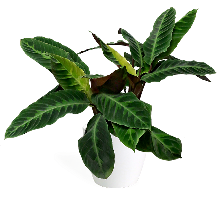 Calathea Jungle Velvet Large - Velvet Calathea (700x669), Png Download