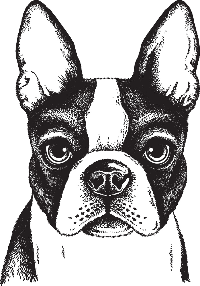 698 X 1000 5 - Boston Terrier Drawing Face (698x1000), Png Download