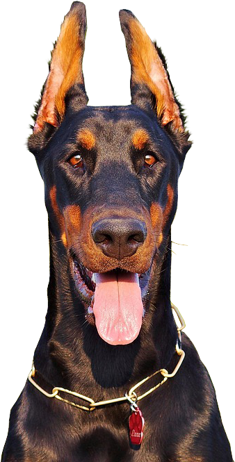 Doberman With Tongue Hanging Out - Doberman Face Png Transparent (496x720), Png Download