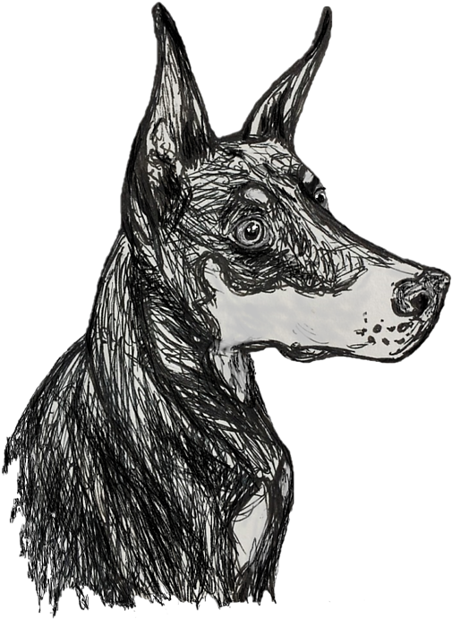Bleed Area May Not Be Visible - Dobermann (573x700), Png Download