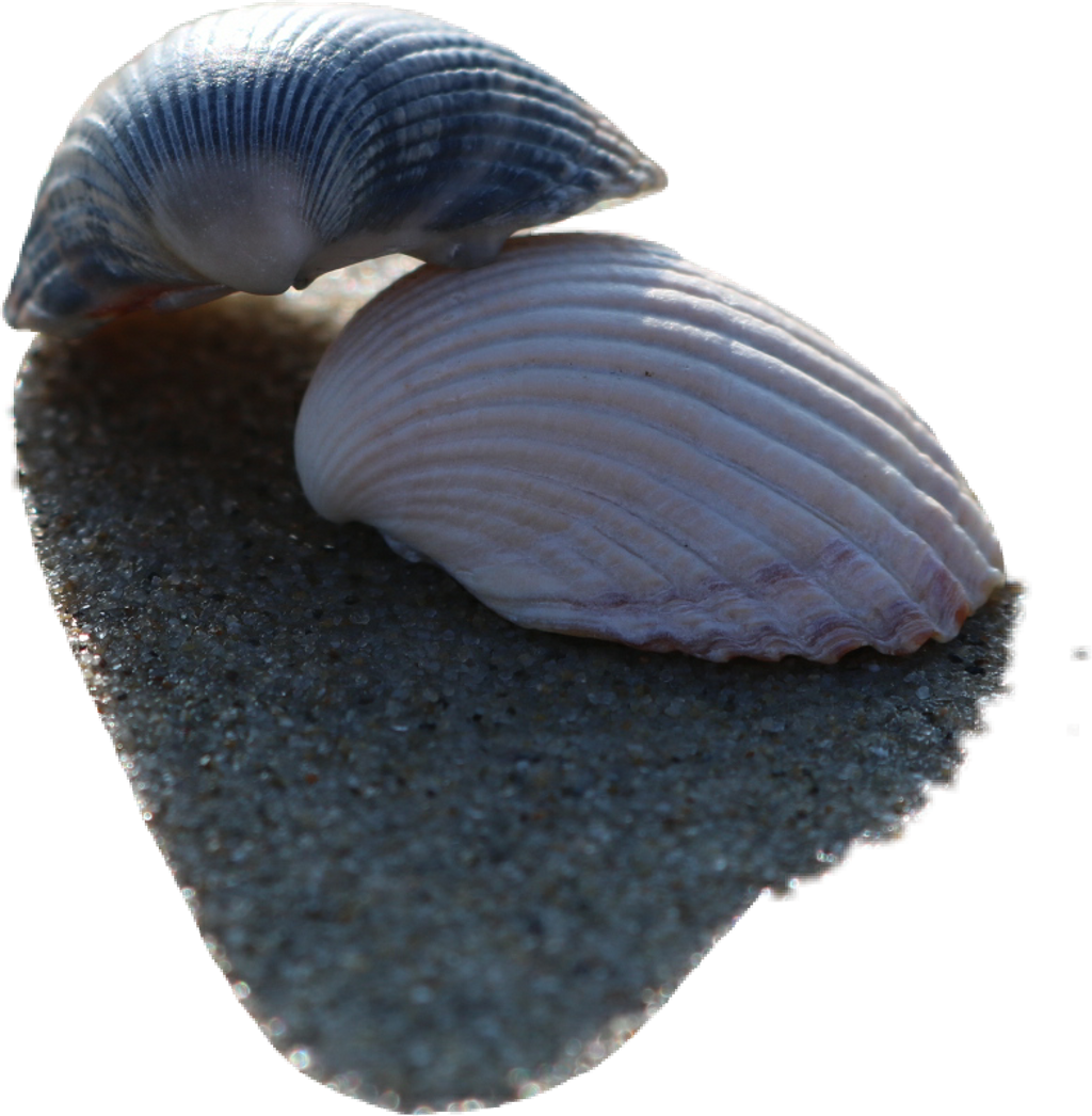 Shell (1024x1046), Png Download