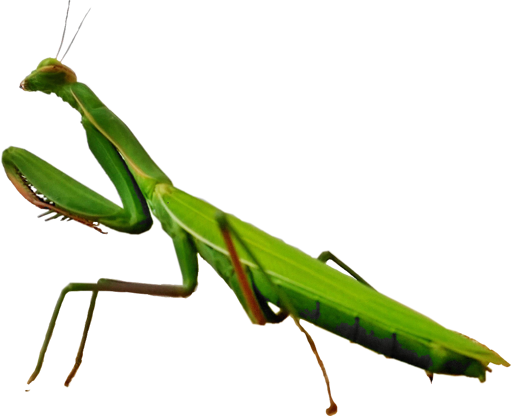#scinsects #insects #mantis #mantisreligiosa #freetoedit - Mantidae (1024x834), Png Download