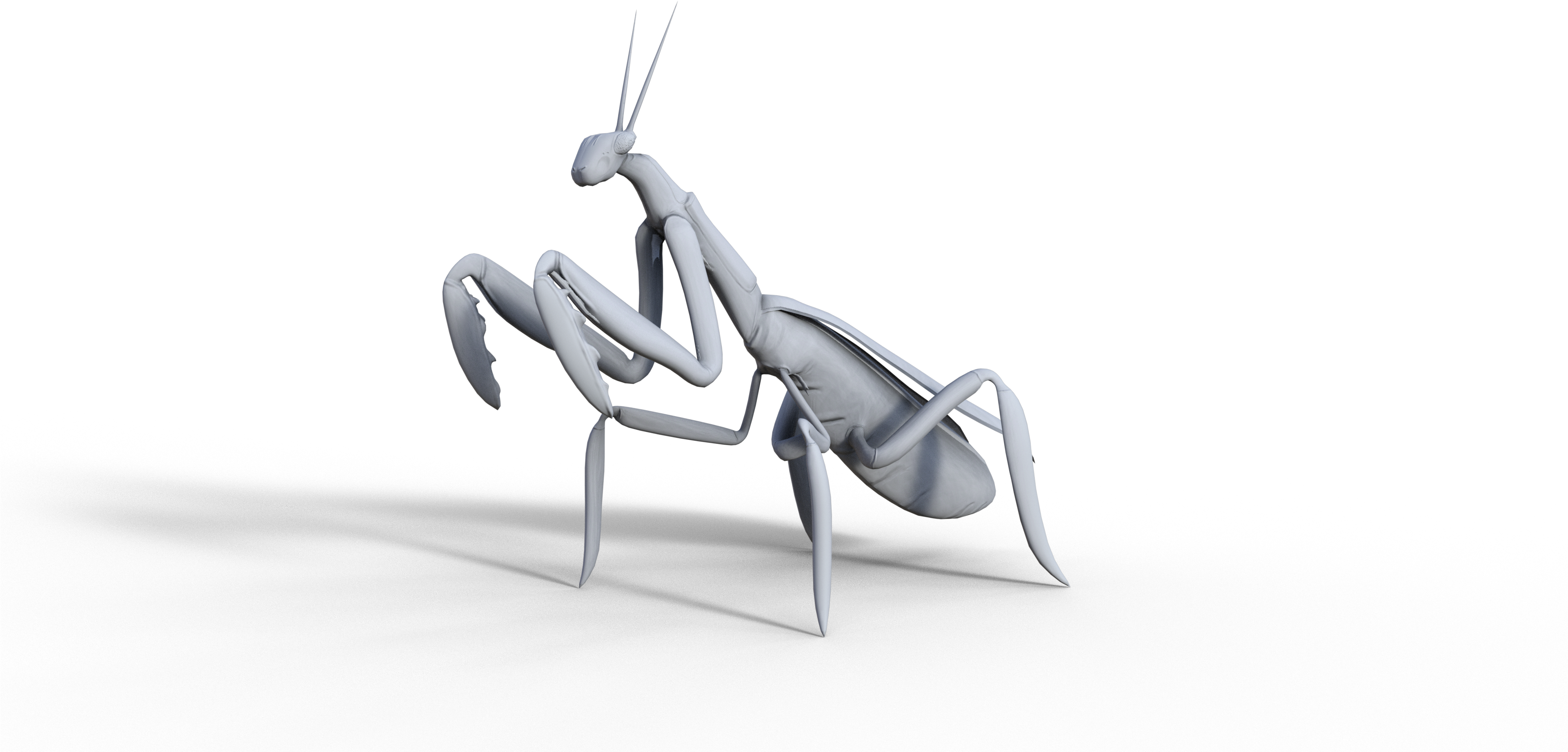 Mantis Wip - Mantidae (3840x2160), Png Download