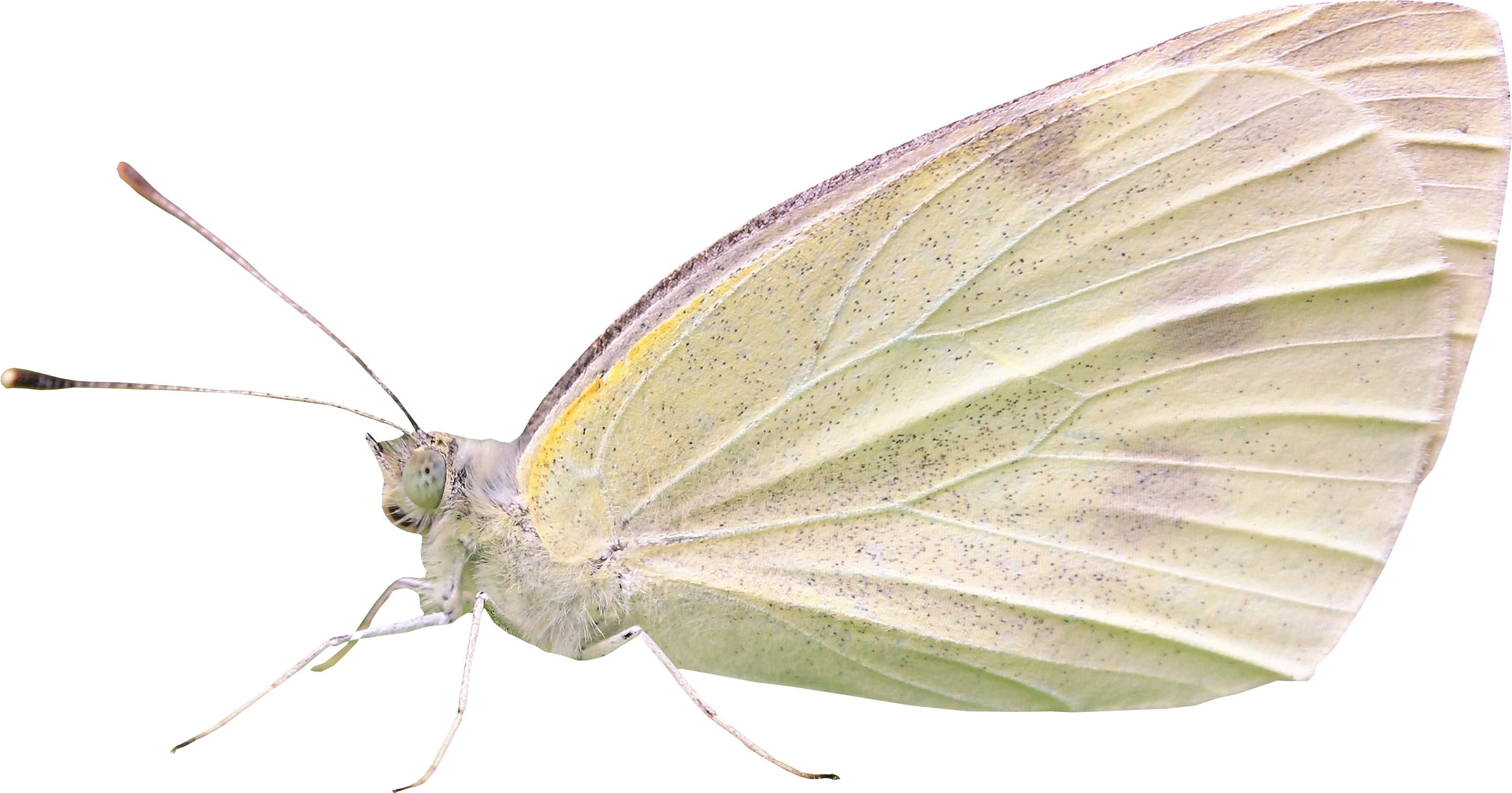 Green-veined White (3457x2305), Png Download
