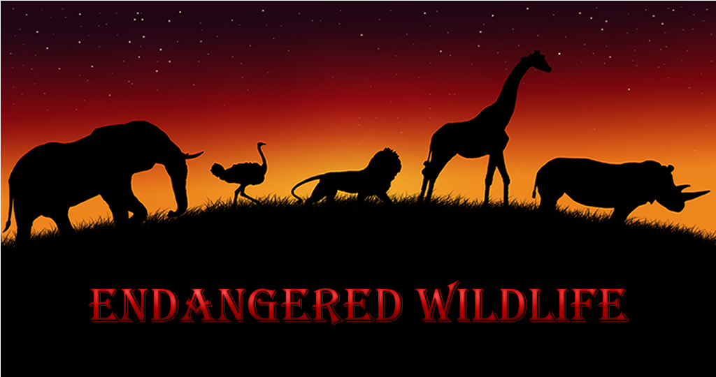 Vaquita - Wallpaper (1024x640), Png Download