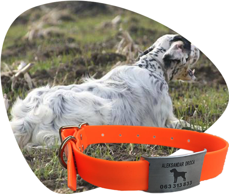 Unique Collar For A Unique Dog - Dog Catches Something (790x658), Png Download
