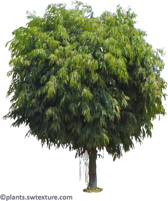 Wednesday, August 30, - Trees Do Hardwoods Come (600x691), Png Download