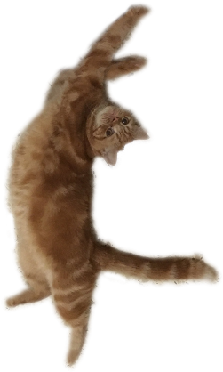 Cat Yawns (700x900), Png Download