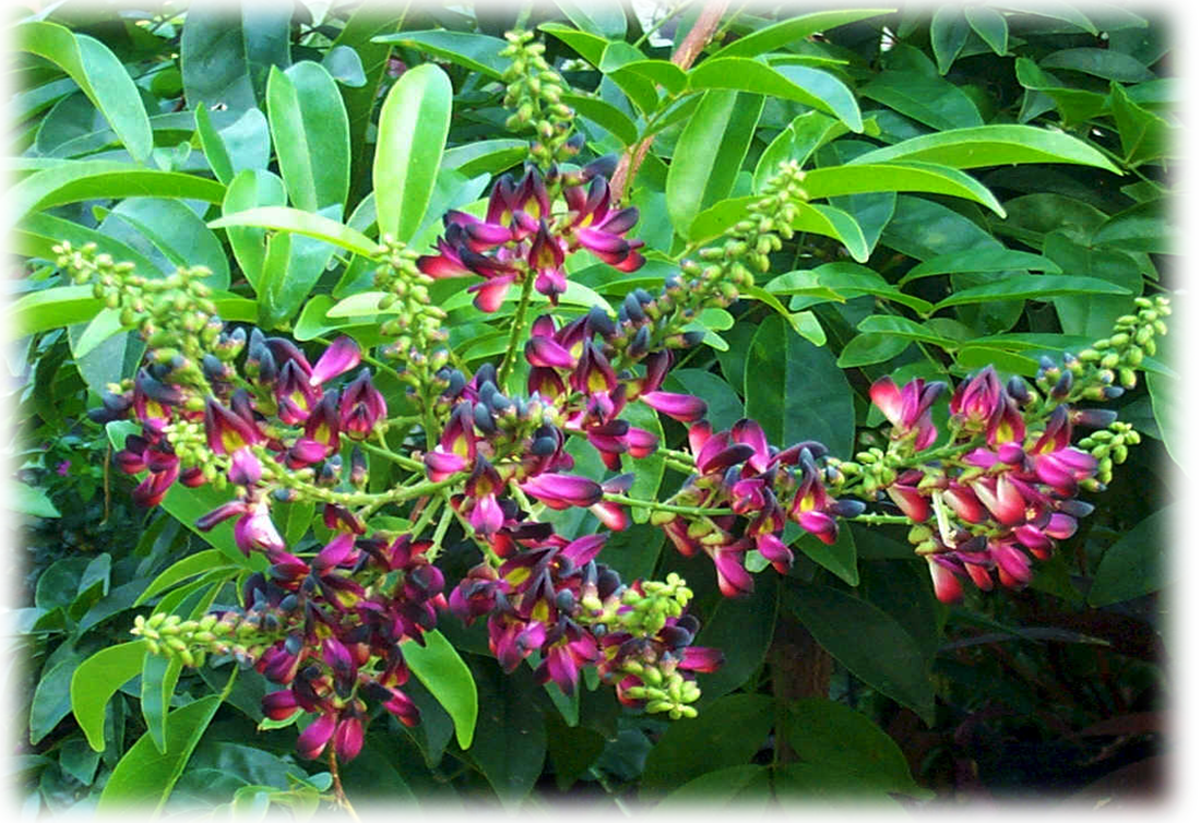 Wisteria "pinot Noir" Millettia Taiwanensis - Fruit (1100x754), Png Download