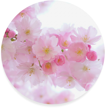 Cherry Blossom (800x800), Png Download