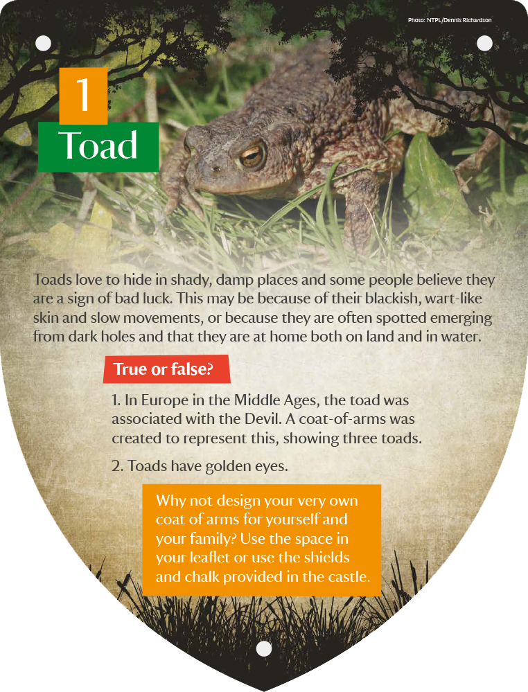 0 - Green Iguana (762x999), Png Download