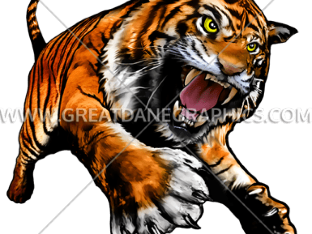 White Tiger Clipart Full Body - Bengal Tiger (640x480), Png Download
