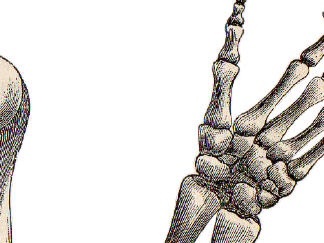 Drawn Hand Gesture Skeleton Hand - Easy Skeleton Arms Drawing (640x480), Png Download