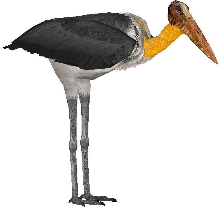 And Lesser Adjutant - Zt2 Lesser Adjutant (830x754), Png Download