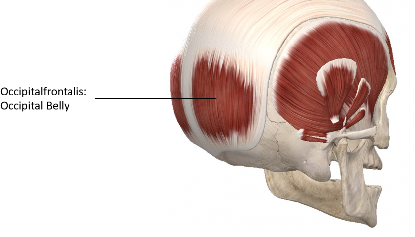 Posterior Lateral View Of The Skull - Posterior Skull Muscles Anatomy (850x478), Png Download