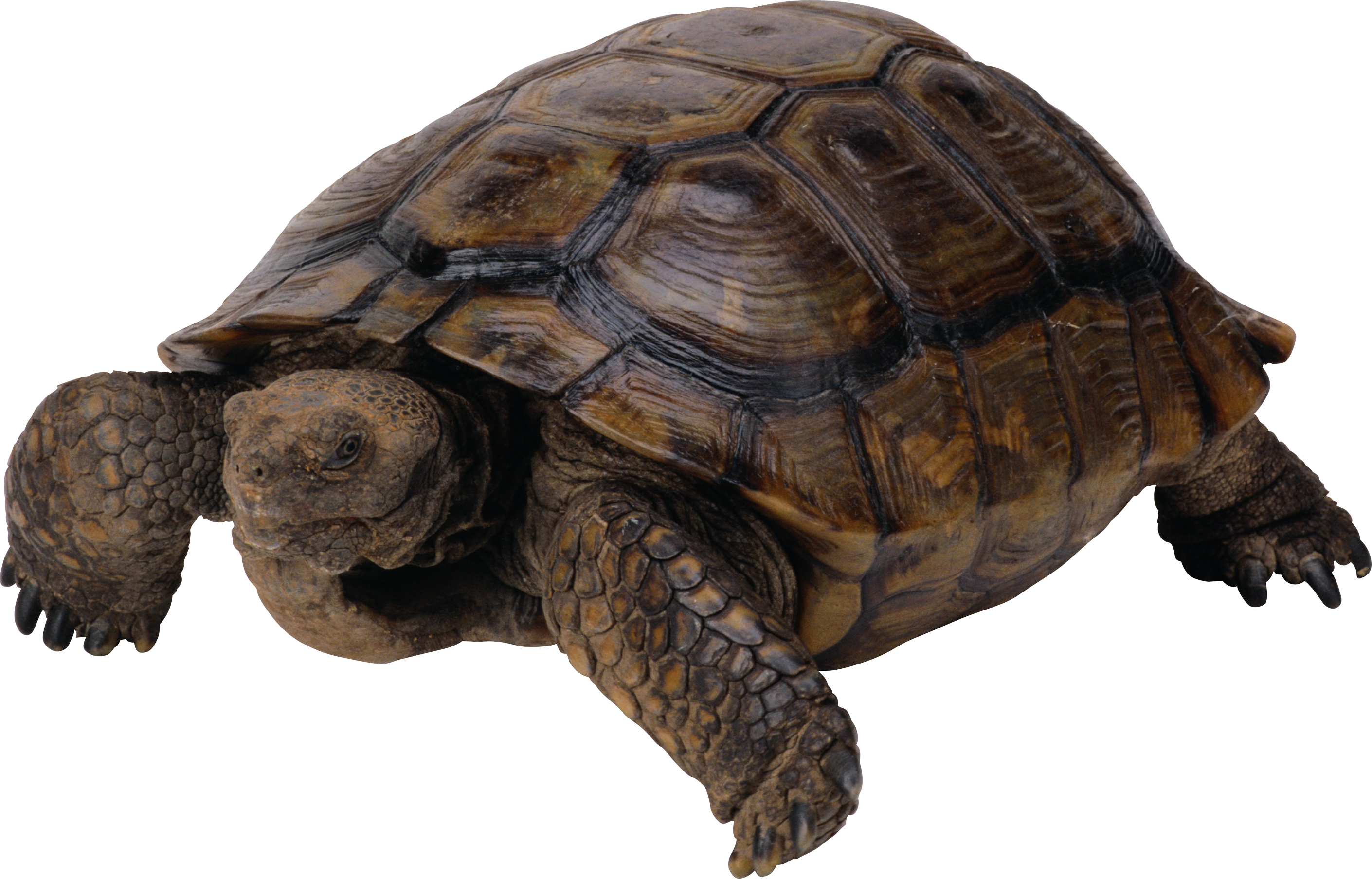 Snapping Turtle Png - Tortue Png (2820x1807), Png Download