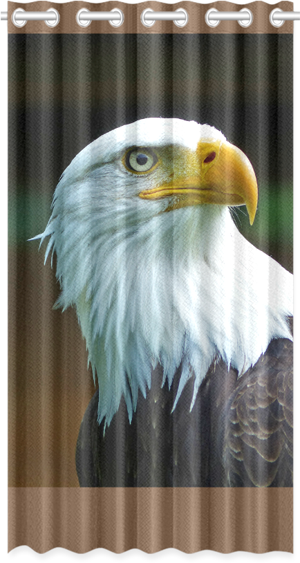 Bald Eagle Head 001 - Bald Eagle (1000x1000), Png Download