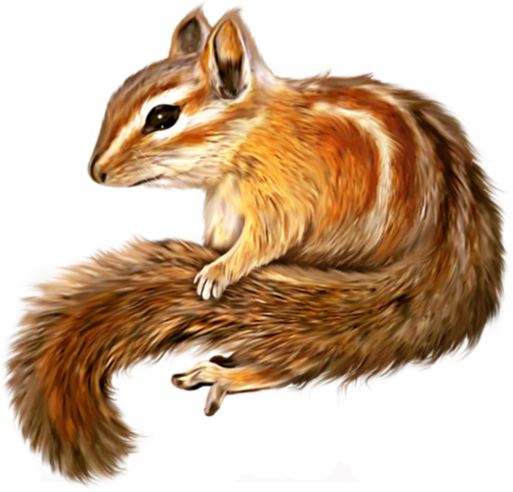 Ftestickers Sticker - Drawn Squirrel Png (1024x1024), Png Download