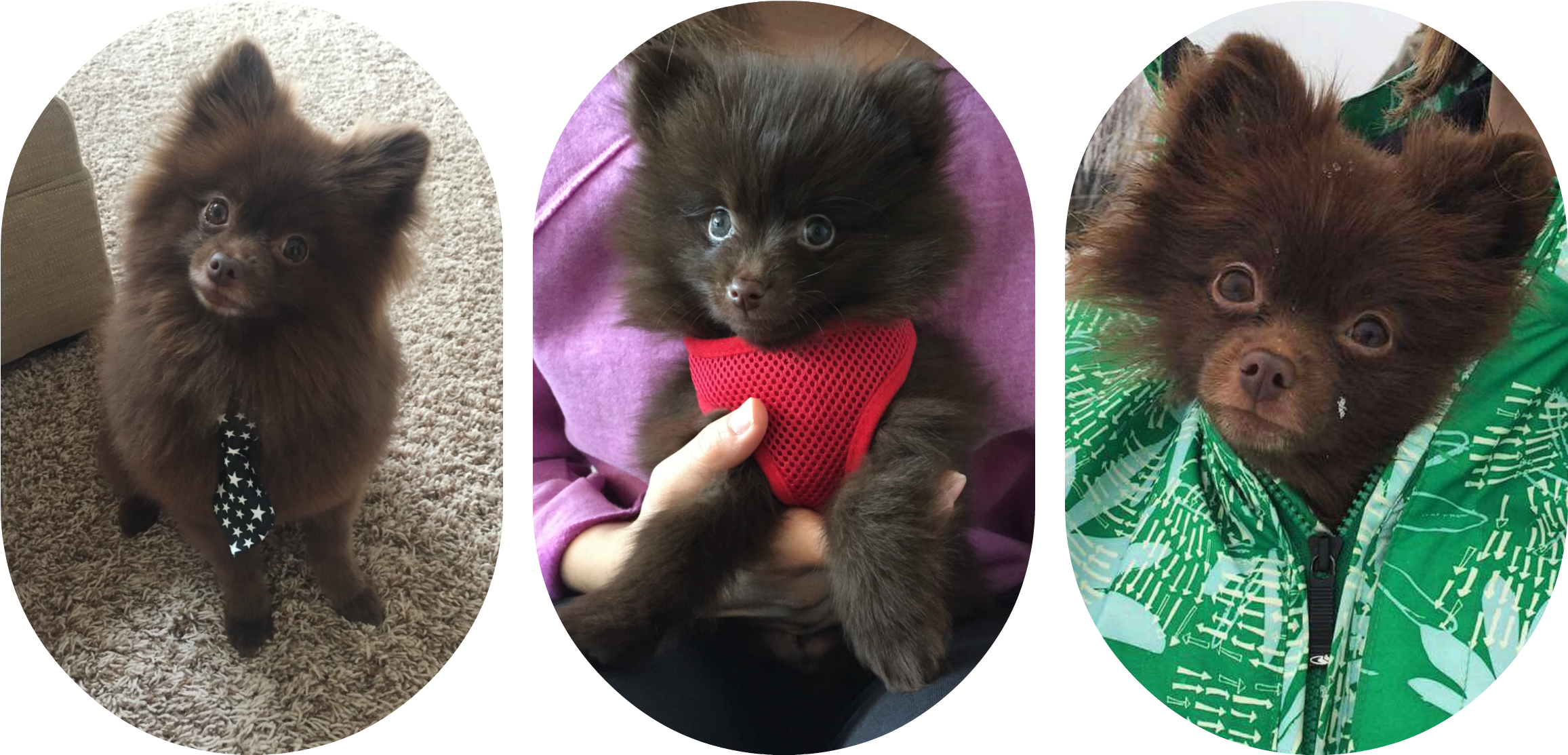 Picmonkey Collage-4 - German Spitz Klein (2400x1200), Png Download