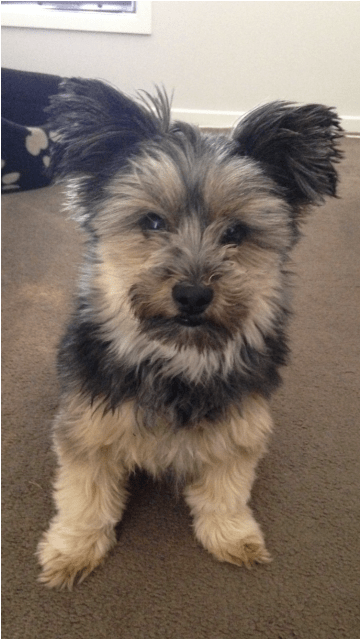 Donate To Petrescue - Yorkipoo (638x638), Png Download