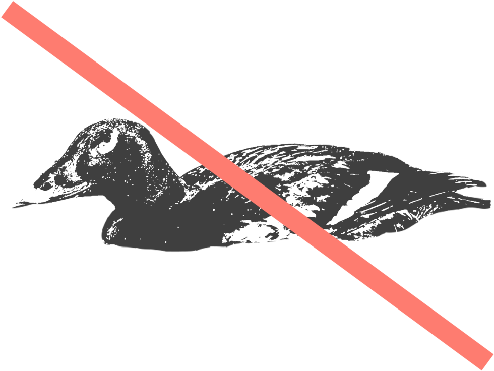 White Wing - Illustration (1000x1000), Png Download