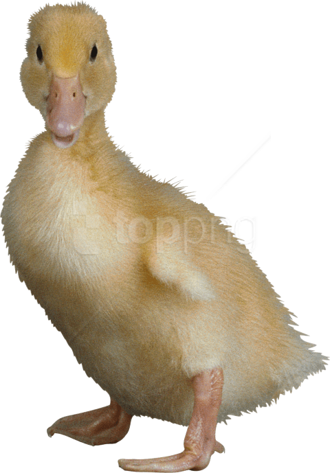 Free Png Download Duck Png Images Background Png Images - Ugly Duckling No Background (480x689), Png Download