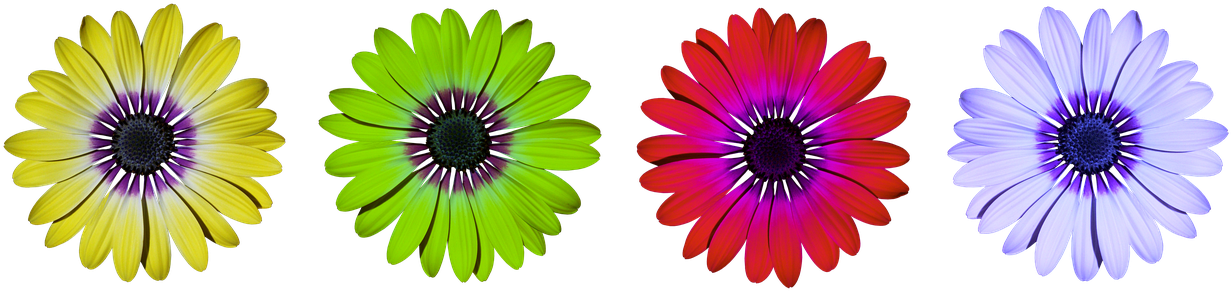 Blossom,orange Blossom,purple Flower - Outsourcing Areas De Aplicacion (1280x322), Png Download