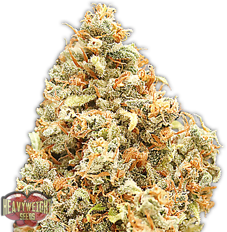 Monster Profit - Heavyweight Monster Profit (768x768), Png Download