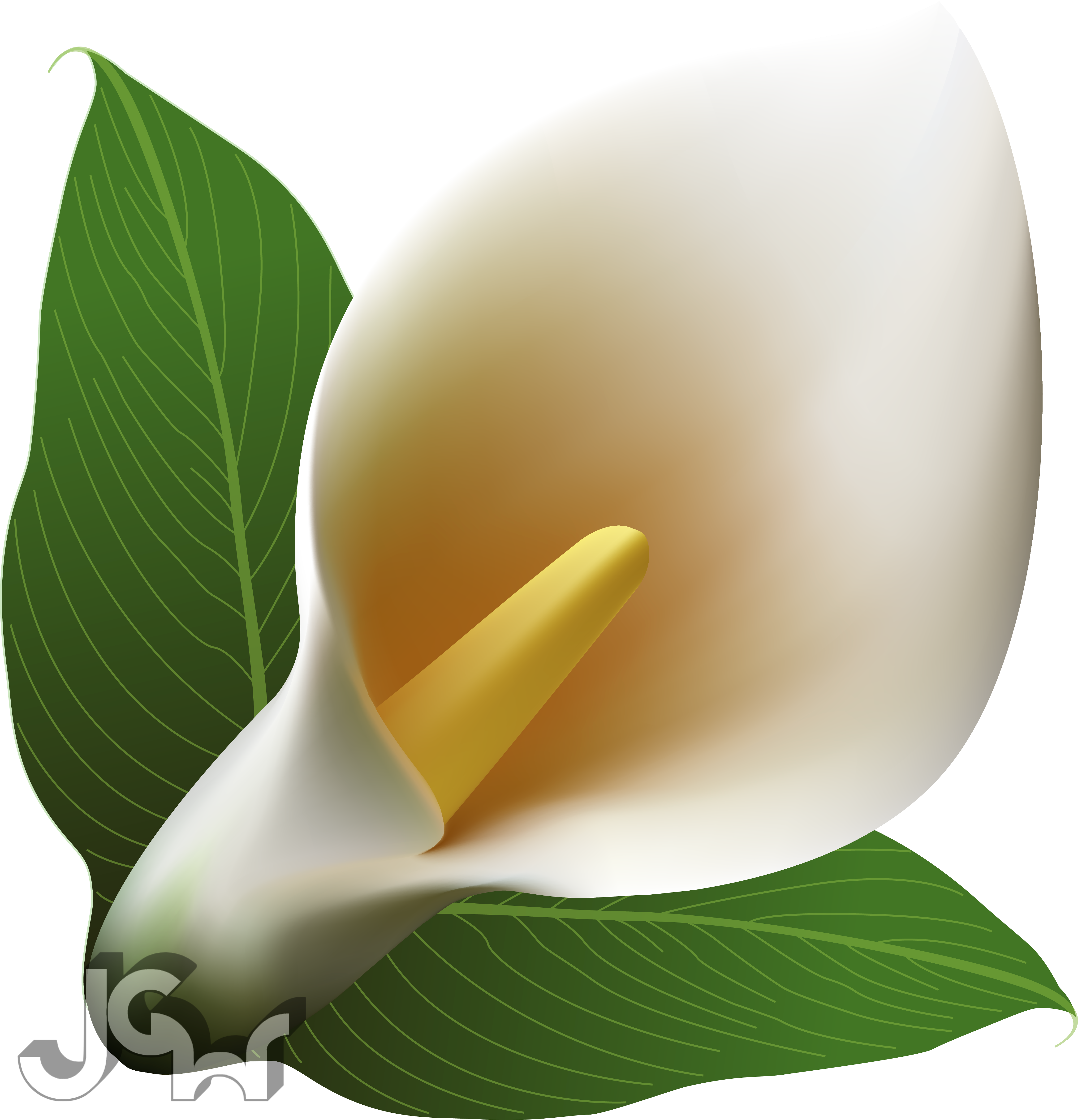 Calla Lilies - Arum (4562x4741), Png Download