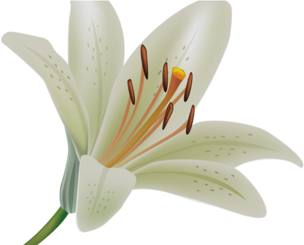 Calla Lily Clipart Potluck - Transparent A Lily Png (640x480), Png Download