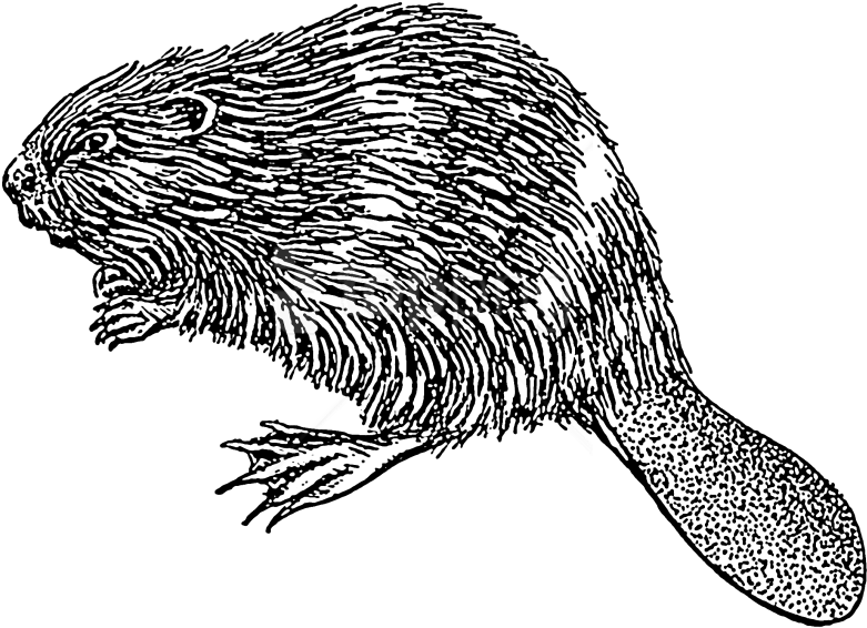 Free Png Download Beaver Illustration Png Images Background - Beaver Illustration Png (850x680), Png Download