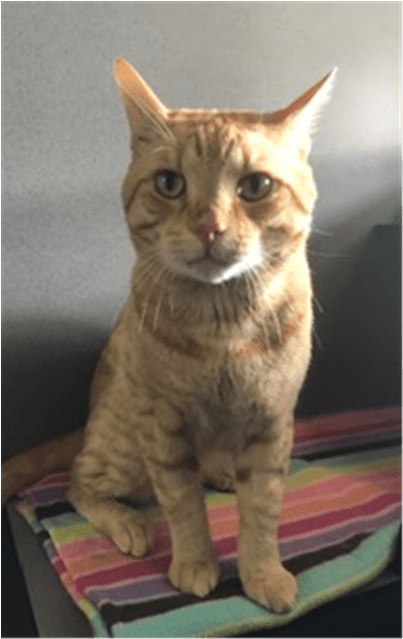 Photo Of Castiel - Domestic Short-haired Cat (638x638), Png Download