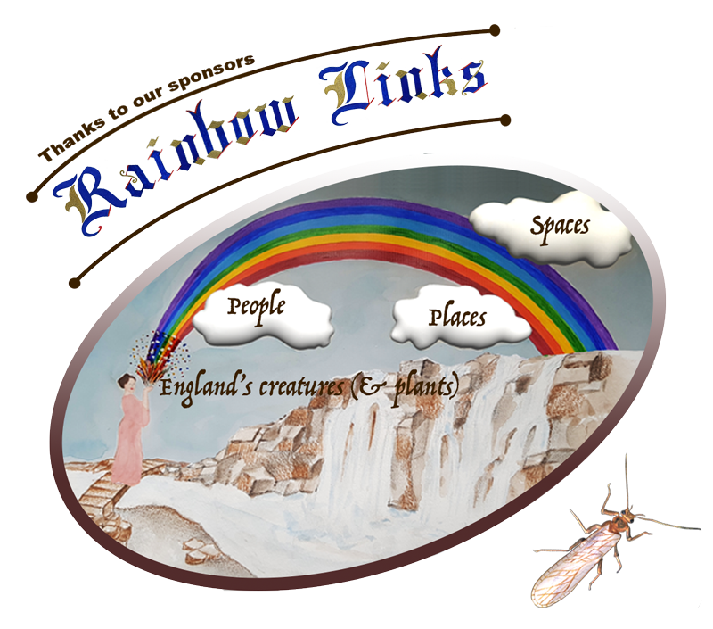 Our Rainbow Links Section Is All About Connectivity - Net-winged Insects (800x705), Png Download