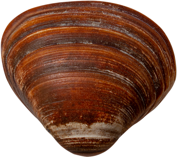 Scallop Shell - Baltic Clam (866x650), Png Download