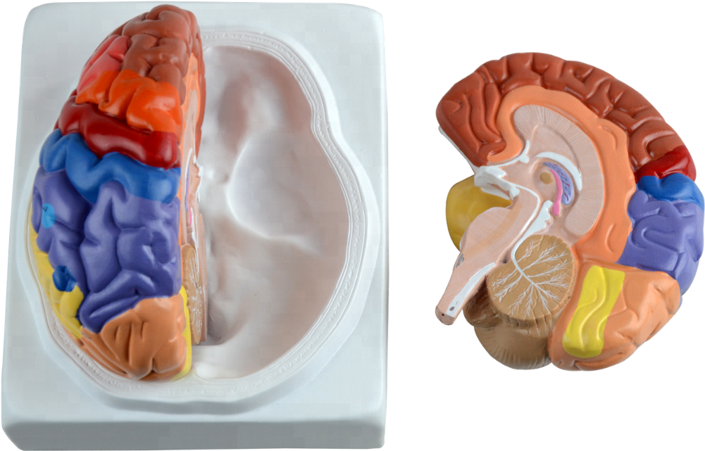 Plastic Human Brain With Different Function Area - Brain (1000x1001), Png Download