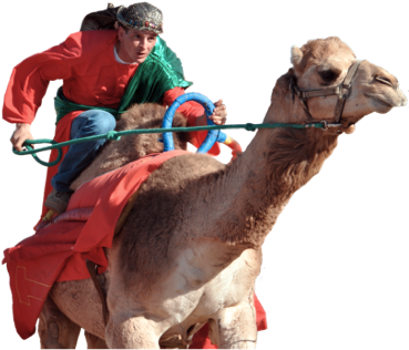 Camel Racer - Camel Race Canterbury Park (373x322), Png Download