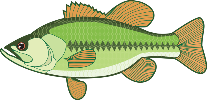 Largemouth Bass White Bass Smallmouth Bass Bass Fishing - Largemouth Bass Clipart (705x340), Png Download