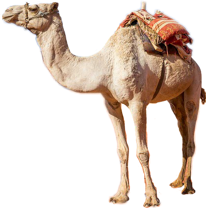 Camel Drawing Anime - History (420x423), Png Download