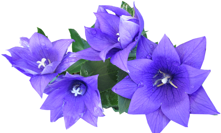 Blue, Flower, Cut, Out - Cut Out Flowers Png (960x540), Png Download