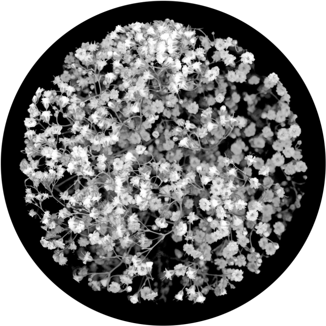 Baby's Breath Breakup - Apollo Baby's Breath Breakup Glass Gobo Sr-0077 (800x800), Png Download