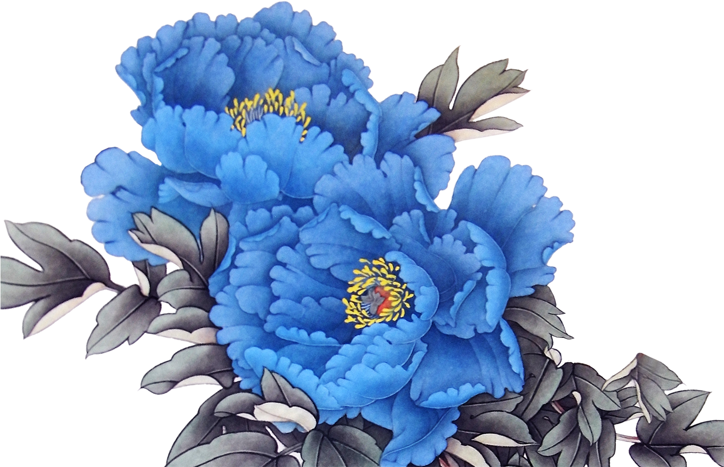 Peony 1417*1417 Transprent Png Free Download - Blue Peonies Flowers Png (1417x1417), Png Download