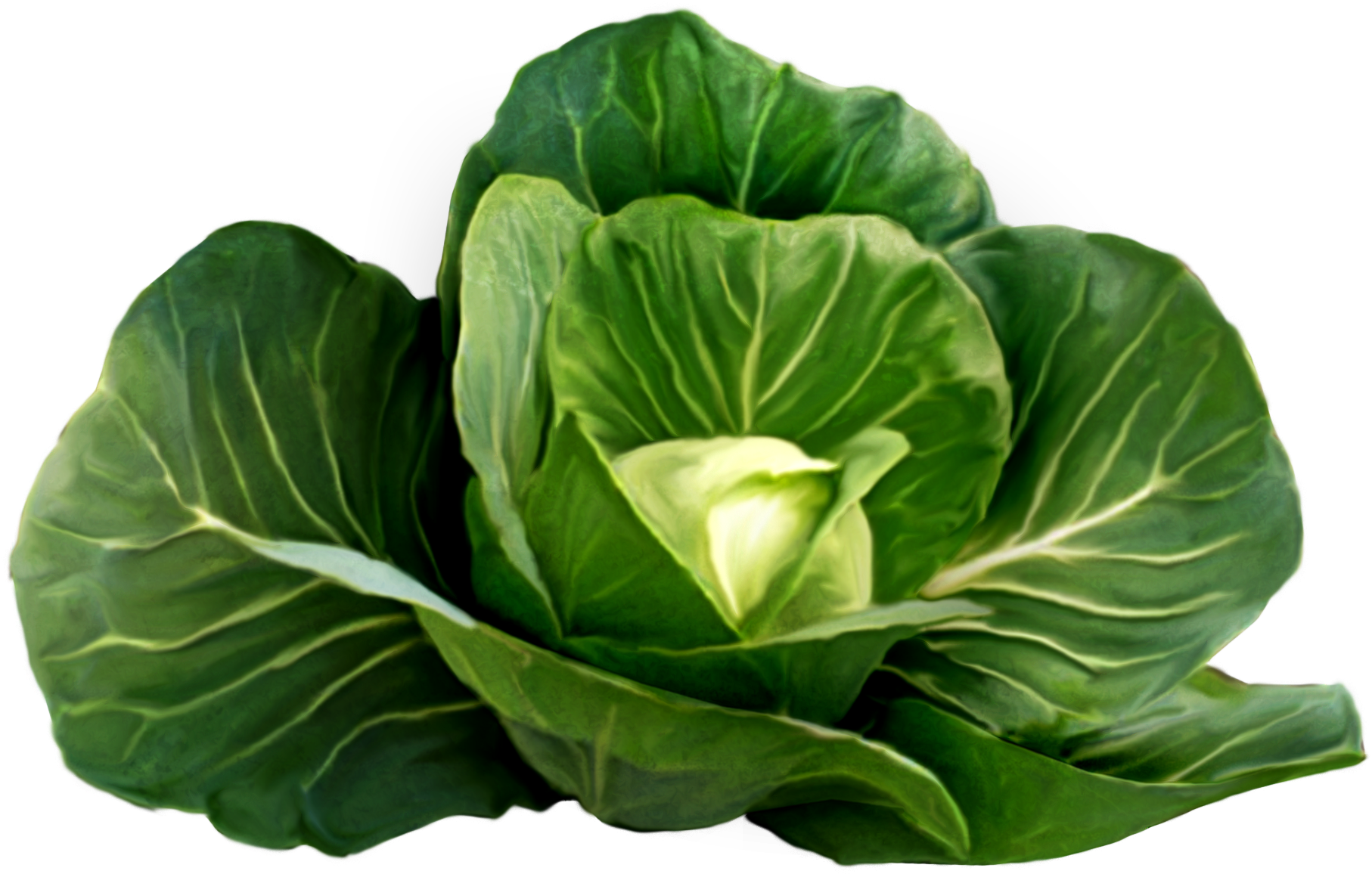 Image Free Library Cabbage Picture Fruits Vegetables - Cabbage (600x407), Png Download